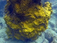 Brown Variable Sponge (?)